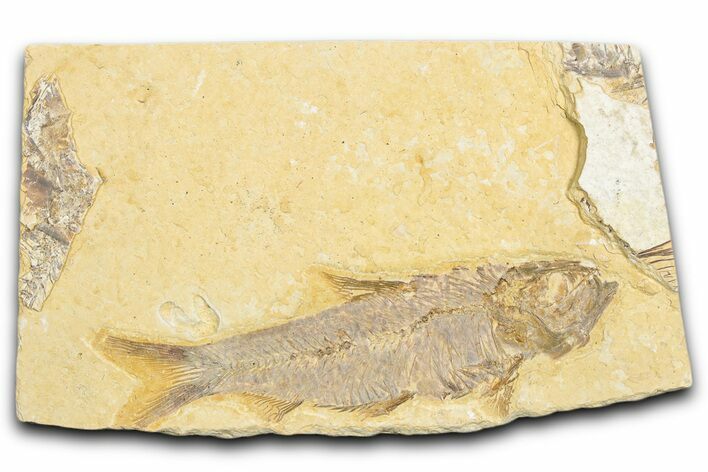 Detailed Fossil Fish (Knightia) - Wyoming #333981